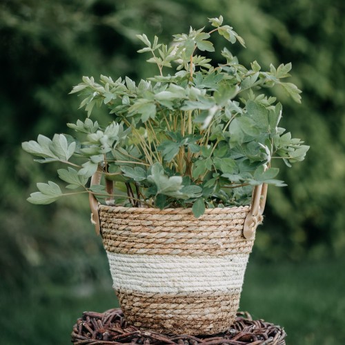 serduszka-okazała-Dicentra-spectabilis-zielonapara-zielona-para-sadzonka-0306.jpg