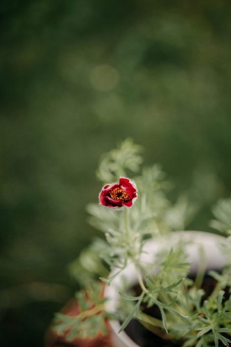 sasanka-pospolita-czerwona-Pulsatilla-vulgaris-czerwona-zielonapara-zielona-para-sadzonka-0655.jpg