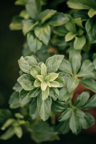 runianka-japońska-Pachysandra-terminalis-zielonapara-zielona-para-sadzonka-0599.jpg