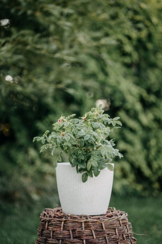 róża-pomarszczona-Rosa-rugosa-zielonapara-zielona-para-sadzonka-0327.jpg