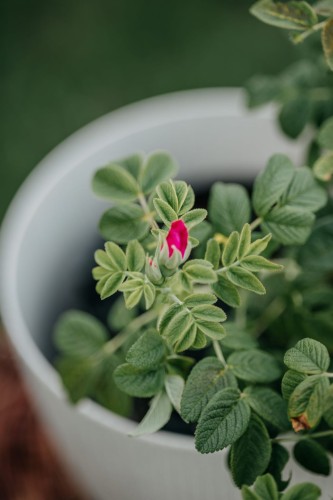 róża-pomarszczona-Rosa-rugosa-zielonapara-zielona-para-sadzonka-0328.jpg