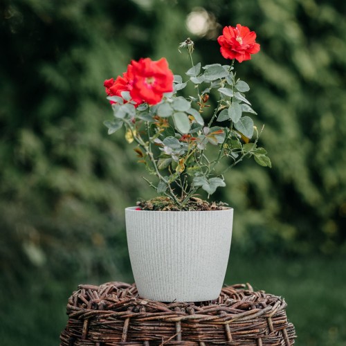 roza-pnaca-domino-rosa-pnaca-rozowe-kwiaty-powtarzajace-kwitnienie-pnacze-sadzonka-sadzonki-zielona-para-zielonapara