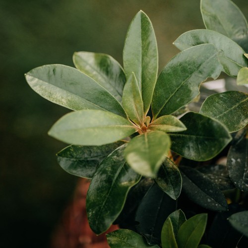 różanecznik-Rhododendron-zielonapara-zielona-para-sadzonka-0665.jpg