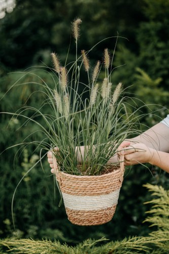 rozplenica-japońska-Pennisetum-japonicum-zielonapara-zielona-para-sadzonka-0539.jpg