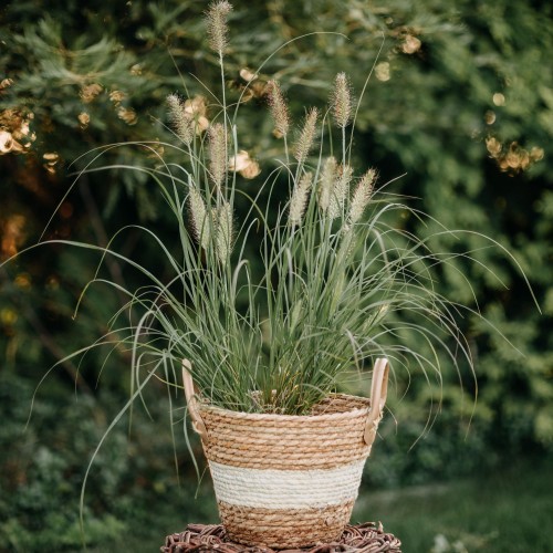 rozplenica-wschodnia-fairy-tails-pennisetum-alopecuroides-kremowe-ozdobne-kwiatostany-ozdobna-trawa-bylina-sadzonka-sadzonki-zielona-para-zielonapara