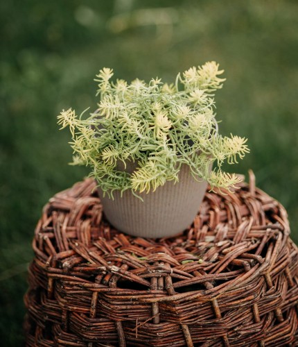 rozchodnik-ościsty-Sedum-telephium-zielonapara-zielona-para-sadzonka-0635.jpg
