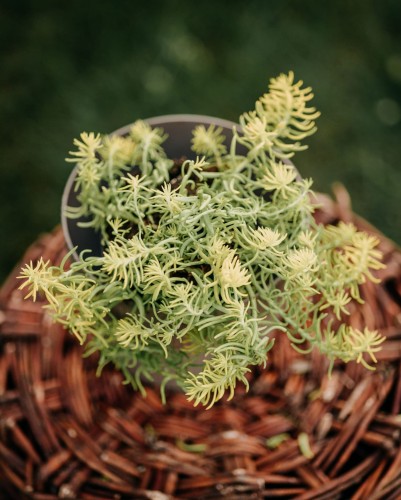rozchodnik-ościsty-Sedum-telephium-zielonapara-zielona-para-sadzonka-0636.jpg