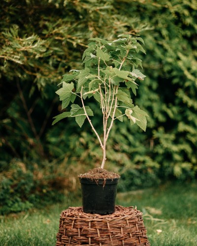 porzeczka-Ribes-Ribes-zielonapara-zielona-para-sadzonka-0803.jpg