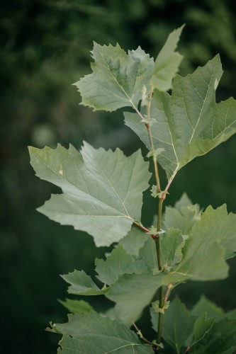platan-klonolistny-Platanus-acerifolia-zielonapara-zielona-para-sadzonka-0272.jpg