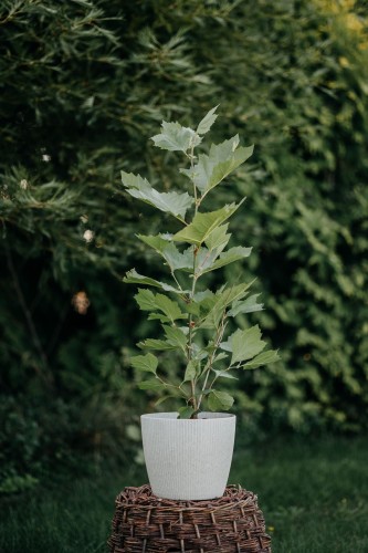 platan-klonolistny-Platanus-acerifolia-zielonapara-zielona-para-sadzonka-0269.jpg
