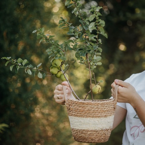 Pigwowiec japoński Fire Dance