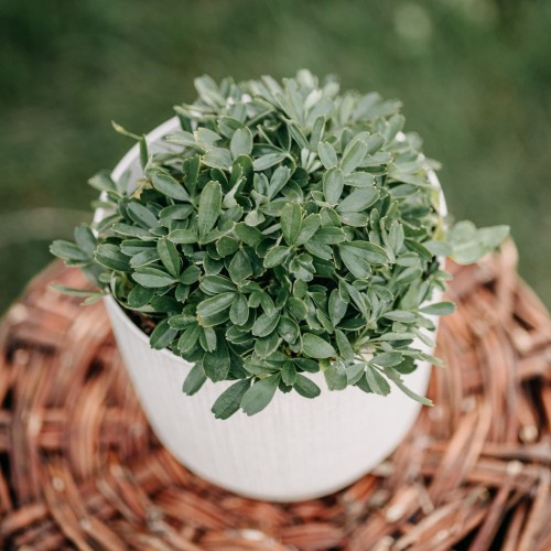 pięciornik-Nuuk-Potentilla-Nuuk-zielonapara-zielona-para-sadzonka-0586.jpg