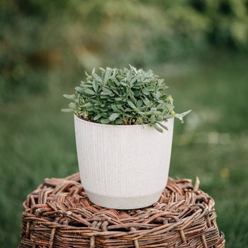 pięciornik-Nuuk-Potentilla-Nuuk-zielonapara-zielona-para-sadzonka-0587 — kopia.jpg
