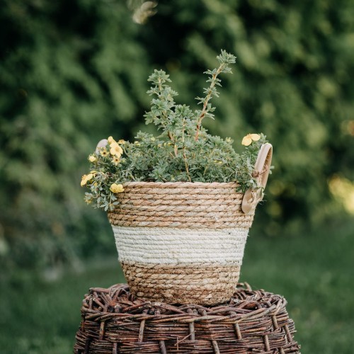 pięciornik-krzewiasty-Gold-Drop-Potentilla-fruticosa-Gold-Drop-zielonapara-zielona-para-sadzonka-0380.jpg