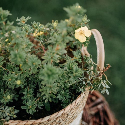 pięciornik-krzewiasty-Gold-Drop-Potentilla-fruticosa-Gold-Drop-zielonapara-zielona-para-sadzonka-0381.jpg