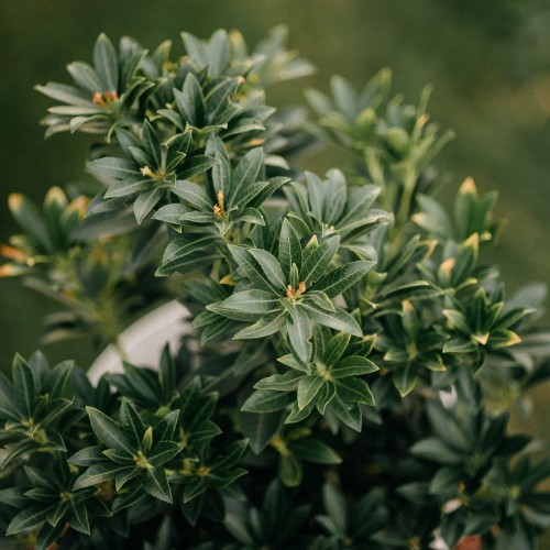 pieris-japonski-flaming-pieris-japonica-pstre-mlode-liscie-biale-kwiaty-zimozielony-krzew-sadzonka-sadzonki-zielona-para-zielonapara