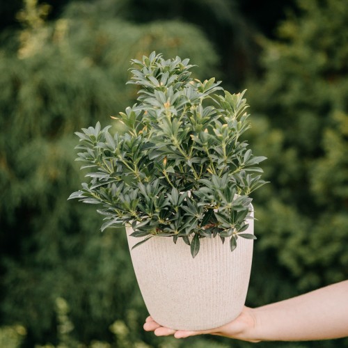 pieris-japonski-flaming-pieris-japonica-pstre-mlode-liscie-biale-kwiaty-zimozielony-krzew-sadzonka-sadzonki-zielona-para-zielonapara