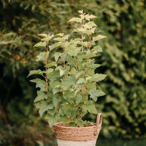 pęcherznica-kalinolistna-żółta-Physocarpus-opulifolius-żółta-zielonapara-zielona-para-sadzonka-0691.jpg