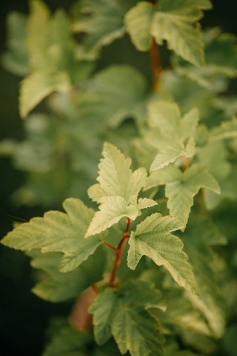 pęcherznica-kalinolistna-żółta-Physocarpus-opulifolius-żółta-zielonapara-zielona-para-sadzonka-0692.jpg