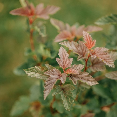 pęcherznica-kalinolistna-pomarańczowa-Physocarpus-opulifolius-pomarańczowa-zielonapara-zielona-para-sadzonka-0794 — kopia.jpg