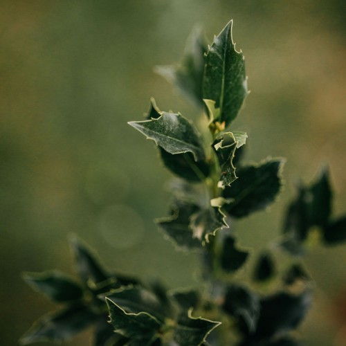 ostrokrzew-meservy-ilex-meserveae-blue-angel-zielonapara-sadzonka-duza-zdrowa-zimozielone-liscie
