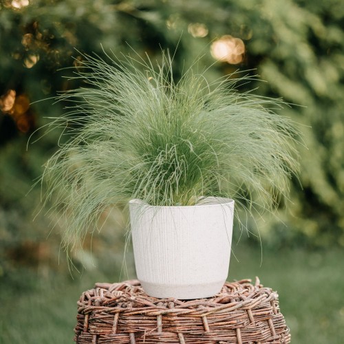 ostnica-Pony-Tails-Stipa-pennata-Pony-Tails-zielonapara-zielona-para-sadzonka-0606.jpg