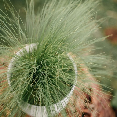 ostnica-Pony-Tails-Stipa-pennata-Pony-Tails-zielonapara-zielona-para-sadzonka-0607.jpg