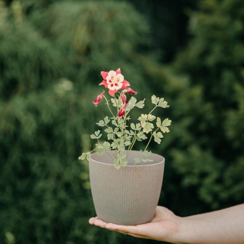 orlik-blekitny-early-bird-red-yellow-aquilegia-caerulea-czerwono-zolte-kwiaty-wczesne-kwitnienie-bylina-sadzonka-sadzonki-zielona-para-zielonapara