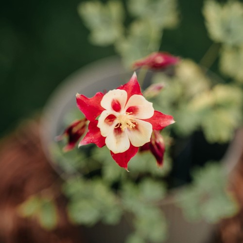 orlik-blekitny-early-bird-red-yellow-aquilegia-caerulea-czerwono-zolte-kwiaty-wczesne-kwitnienie-bylina-sadzonka-sadzonki-zielona-para-zielonapara
