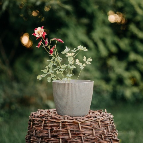 orlik-blekitny-spring-magic-yellow-aquilegia-caerulea-zolte-kwiaty-kompaktowa-bylina-wczesne-kwitnienie-sadzonka-sadzonki-zielona-para-zielonapara