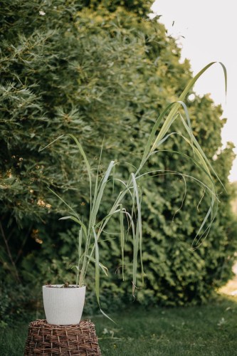 miskant-olbrzymi-Miscanthus-sinensis-zielonapara-zielona-para-sadzonka-0555.jpg