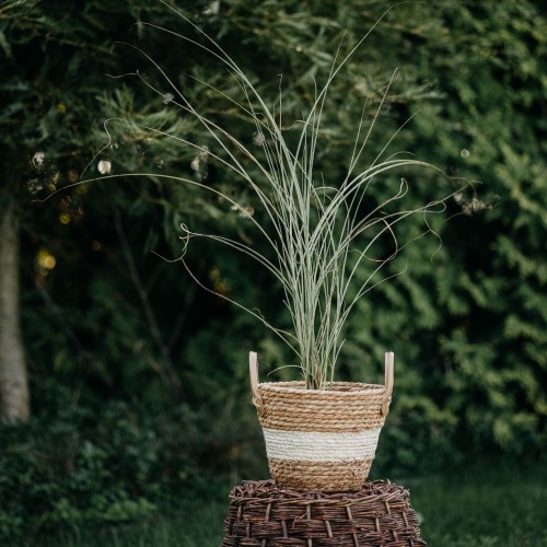 miskant-chinski-miscanthus-sinensis-adagio-zielonapara-sadzonka-duza-zdrowa-ozdobna-trawa-srebrzyste-wiechy