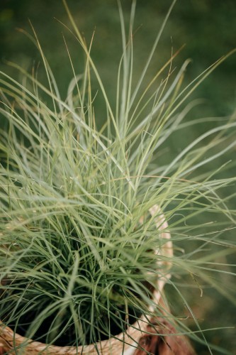 miskant-chinski-miscanthus-sinensis-adagio-zielonapara-sadzonka-duza-zdrowa-ozdobna-trawa-srebrzyste-wiechy