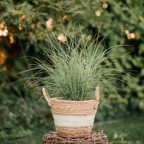 miskant-sioux-miscanthus-sinensis-czerwone-kwiatostany-wyprostowany-pokroj-ozdobna-trawa-sadzonka-sadzonki-zielona-para-zielonapara