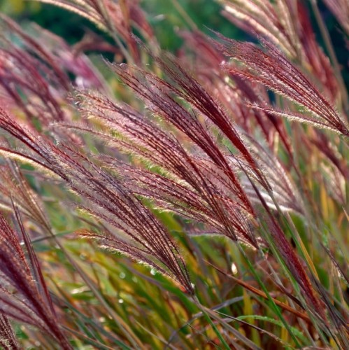 miskant-chinski-polonus-miscanthus-sinensis-srebrzysto-czerwone-ozdobne-kwiatostany-ozdobna-trawa-bylina-sadzonka-sadzonki-zielona-para-zielonapara