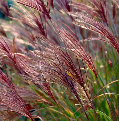 miskant-chinski-versammlung-miscanthus-sinensis-srebrzyste-ozdobne-kwiatostany-ozdobna-trawa-bylina-sadzonka-sadzonki-zielona-para-zielonapara