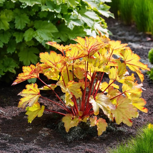 zurawka-fire-frost-heuchera-czerwono-srebrzyste-liscie-bylina-ozdobna-sadzonka-sadzonki-zielona-para-zielonapara