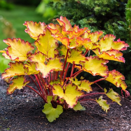 zurawka-fire-frost-heuchera-czerwono-srebrzyste-liscie-bylina-ozdobna-sadzonka-sadzonki-zielona-para-zielonapara