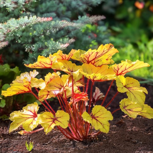 zurawka-fire-frost-heuchera-czerwono-srebrzyste-liscie-bylina-ozdobna-sadzonka-sadzonki-zielona-para-zielonapara