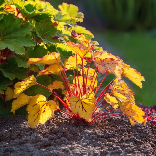 zurawka-fire-frost-heuchera-czerwono-srebrzyste-liscie-bylina-ozdobna-sadzonka-sadzonki-zielona-para-zielonapara