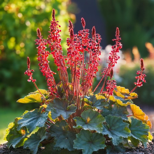 zurawka-coral-forest-heuchera-czerwone-dekoracyjne-liscie-kompaktowa-bylina-sadzonka-sadzonki-zielona-para-zielonapara