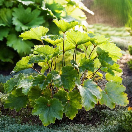 zurawka-lime-rex-heuchera-limonkowo-zielone-liscie-bylina-ozdobna-sadzonka-sadzonki-zielona-para-zielonapara