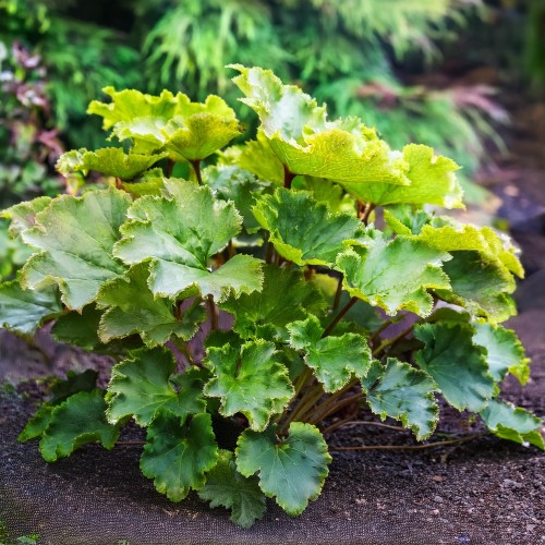 zurawka-lime-rex-heuchera-limonkowo-zielone-liscie-bylina-ozdobna-sadzonka-sadzonki-zielona-para-zielonapara