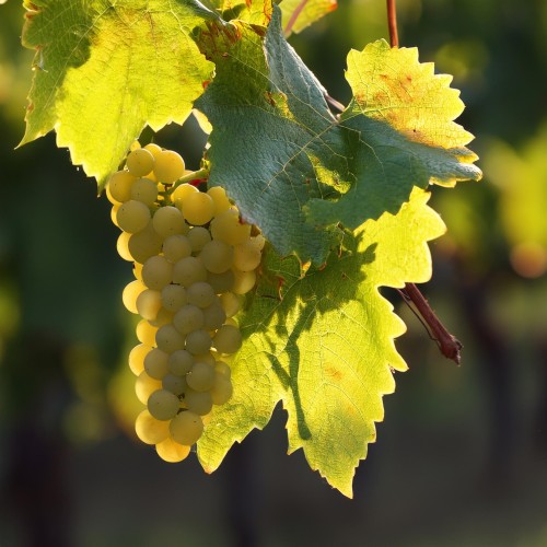 winogron-winorosl-supaga-vitis-vinifera-jasne-owoce-wczesna-odmiana-sadzonka-sadzonki-zielona-para-zielonapara