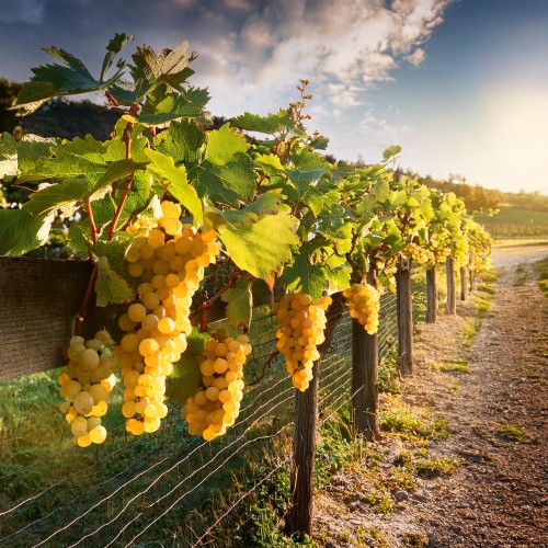winorośl-winogron-Vitis-Vitis-iza-zaliwska-zielonapara-zielona-para-sadzonka-0684.jpg