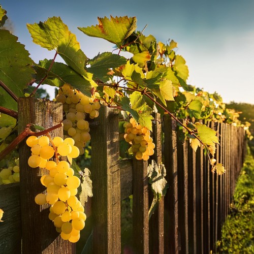 winorośl-winogron-Vitis-Vitis-iza-zaliwska-zielonapara-zielona-para-sadzonka-0684.jpg
