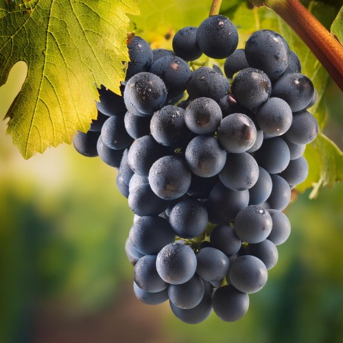 winogron-bezpestkowy-vitis-vinifera-alwood-zielonapara-sadzonka-duza-zdrowa-fioletowe-owoce