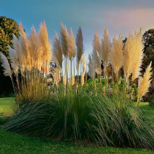 trawa-pampasowa-Cortaderia-selloana-zielonapara-zielona-para-sadzonka-0370.jpg