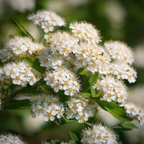 tawuła-japońska-Spiraea-japonica-zielonapara-zielona-para-sadzonka-0290.jpg