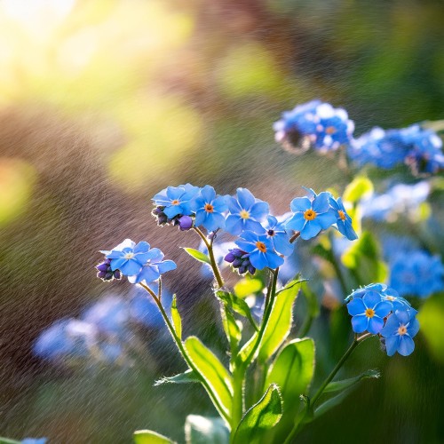 Firefly niezapominajka - roślina w ogrodzie 75707.jpgniezapominajka-myosotis-sylvatica-niebieskie-kwiaty-bylina-na-rabatki-i-do-cienia-sadzonka-sadzonki-zielona-para-zielonapara